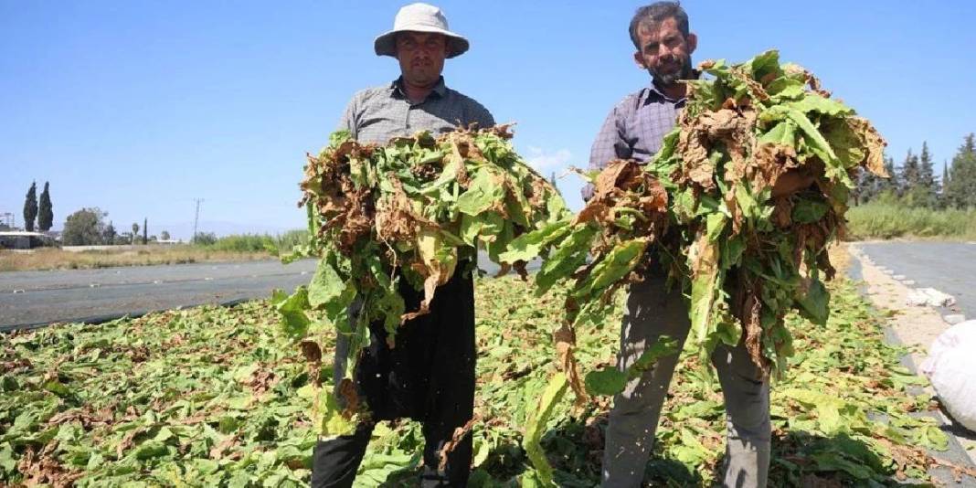 Havalar sıcak, hasat zorlayıcı! Her şeye rağmen ekmek mücadelesi sürüyor: Kilosu 165 TL’den veriliyor 4